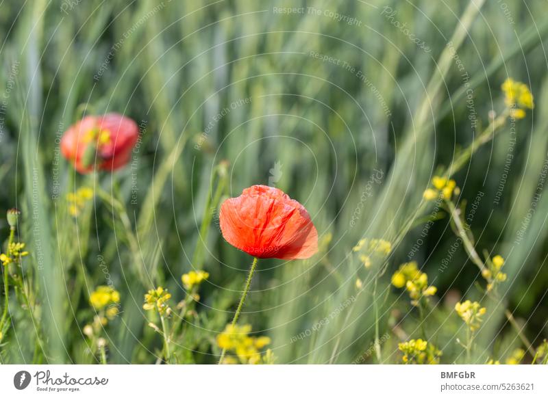 Natural field meadow with red poppies and other yellow flowers and green grasses. Poppy wild meadow Green Red Yellow Meadow Nature naturally Summer Flower