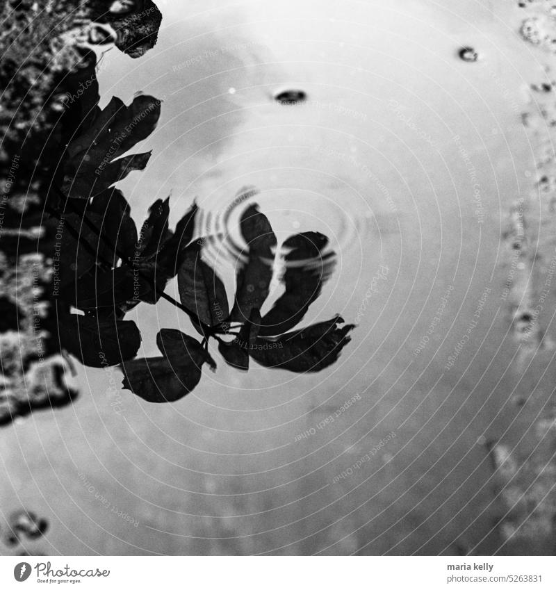 One rainy afternoon Black & white photo Rain Drops of water Tree leaves Reflection Mirror