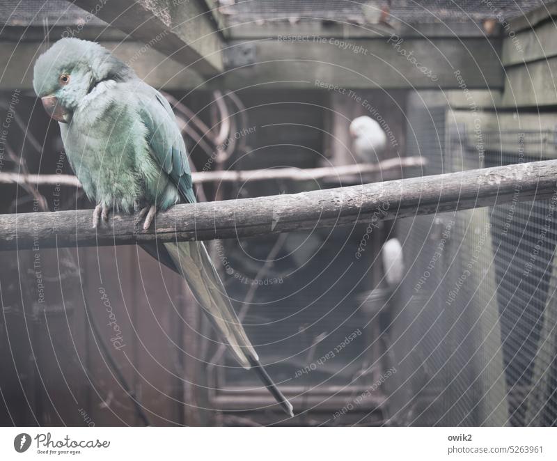 Depri phase Parakeet Caged bird aviary Animal portrait Sit Wait in silence tranquillity silent Couldn't give a damn Shallow depth of field Interior shot