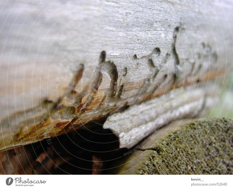Holzwurmwohnung Wood Worm Nature