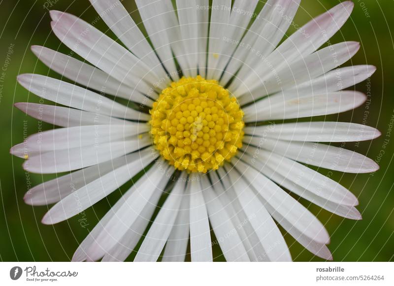 Daisy very big detail Stamp pistils petals Close-up Blossom Flower Delicate macro floral detailed Made to measure Thousand Beautiful Bellis perennis Spring