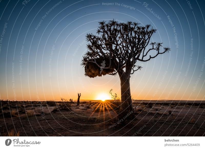 A new day Kokerboom tree Tree Exceptional Namib desert Sunrise Dream Hope Dark Idyll romantic Fantastic Twilight silent beautifully Sunlight Namibia Africa