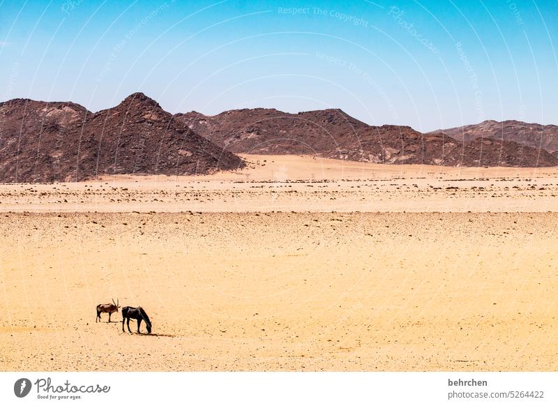 an unequal couple Wild horses Horse Free Sand Desert Africa Namibia Exterior shot Far-off places Wanderlust Colour photo Loneliness Adventure Landscape