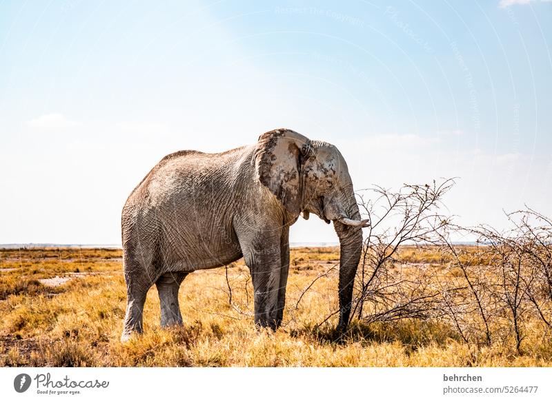 steadfast Trunk peril risky Dangerous Bull elephant Elephant etosha national park Etosha Etosha pan Fantastic Wild animal Exceptional Free Wilderness Animal