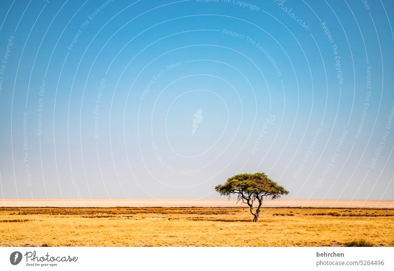 soloist endlessness endless expanse Climate change Drought on one's own Survive aridity Tree Acacia Dry etosha national park Loneliness Etosha Etosha pan
