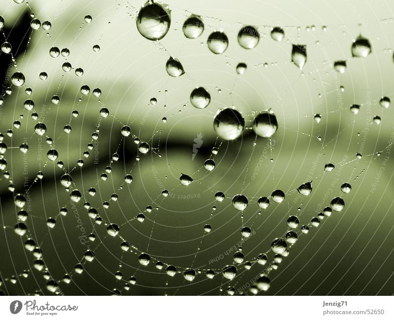 Morning dew. Spider Spider's web Fog Drops of water Autumn Rain Rope Net Water drop nice spider net waterdrops
