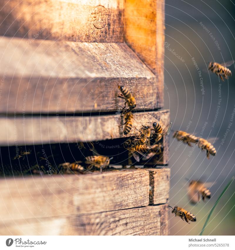 Honey bees on a hive Beehive Bee-keeper Insect beekeeping Nature naturally Colony Honeycomb Bee-keeping Healthy Food Diligent hardworking Frame Flying Foraging