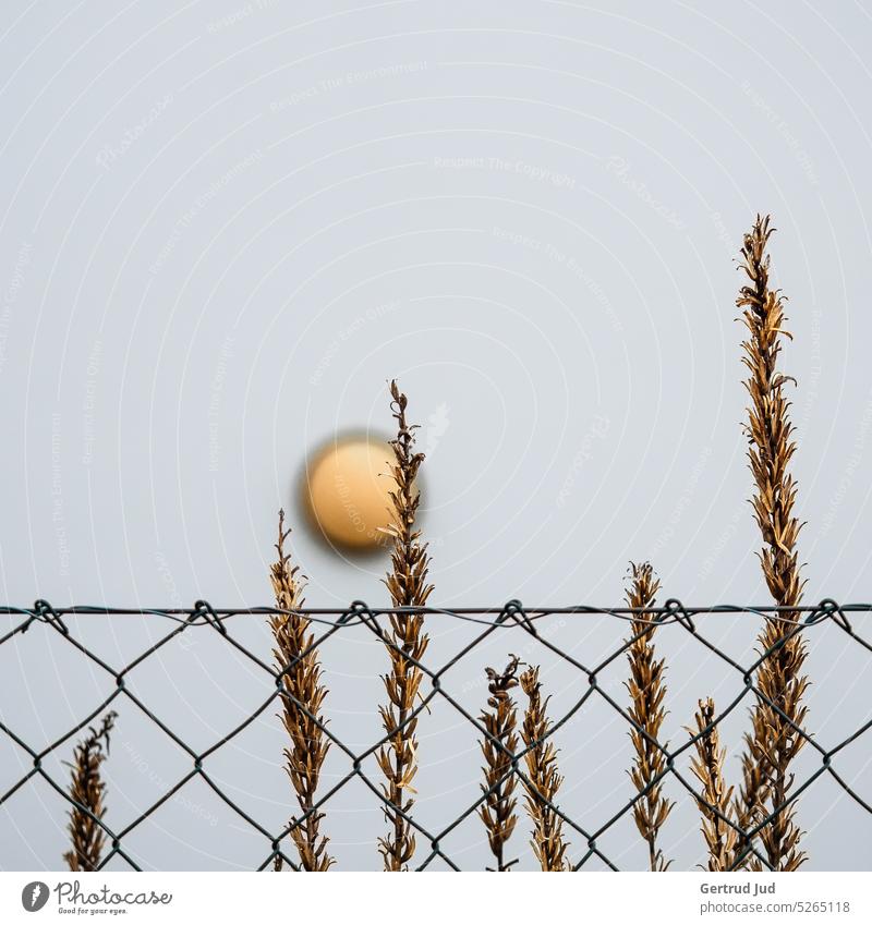 Dry grasses on a house wall with yellow lamp Flower Flowers and plants Nature Colour photo Garden Close-up Exterior shot Shallow depth of field Fence