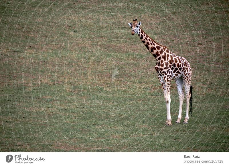 A lonely giraffe in the green grassland animal africa african horizontal mammal no people safari stand wildlife herbivore savannah masai mara ungulate bush