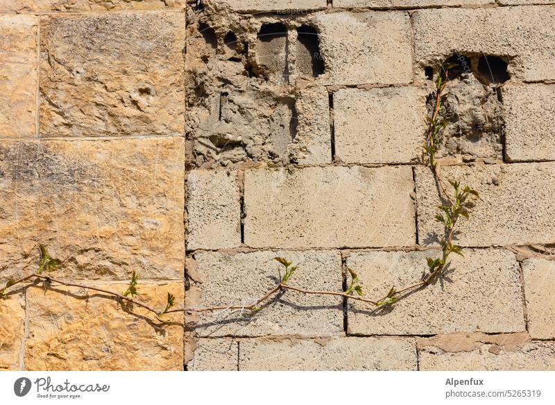 grown together Wall (barrier) Creeper Old New Old and New Wall (building) Architecture Exterior shot Facade Tendril Plant Growth Colour photo Foliage plant