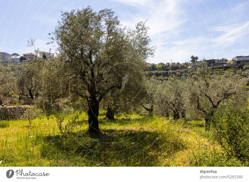 Olive tree in olive grove Tree Deserted Nature Olive grove Exterior shot Plant Agricultural crop Environment Olive oil Colour photo Day Green Mediterranean