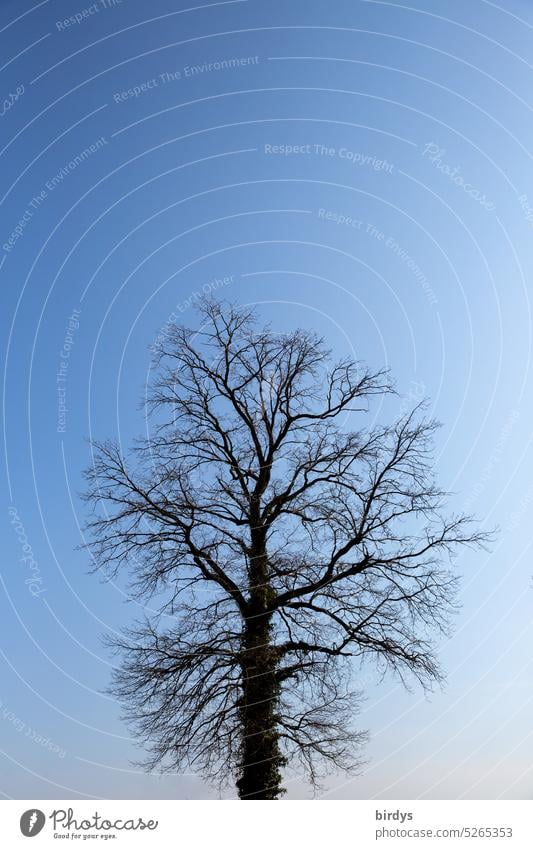 Bare oak tree against blue sky Tree solitaire defoliated Oak tree Blue sky Silhouette Neutral background Bleak