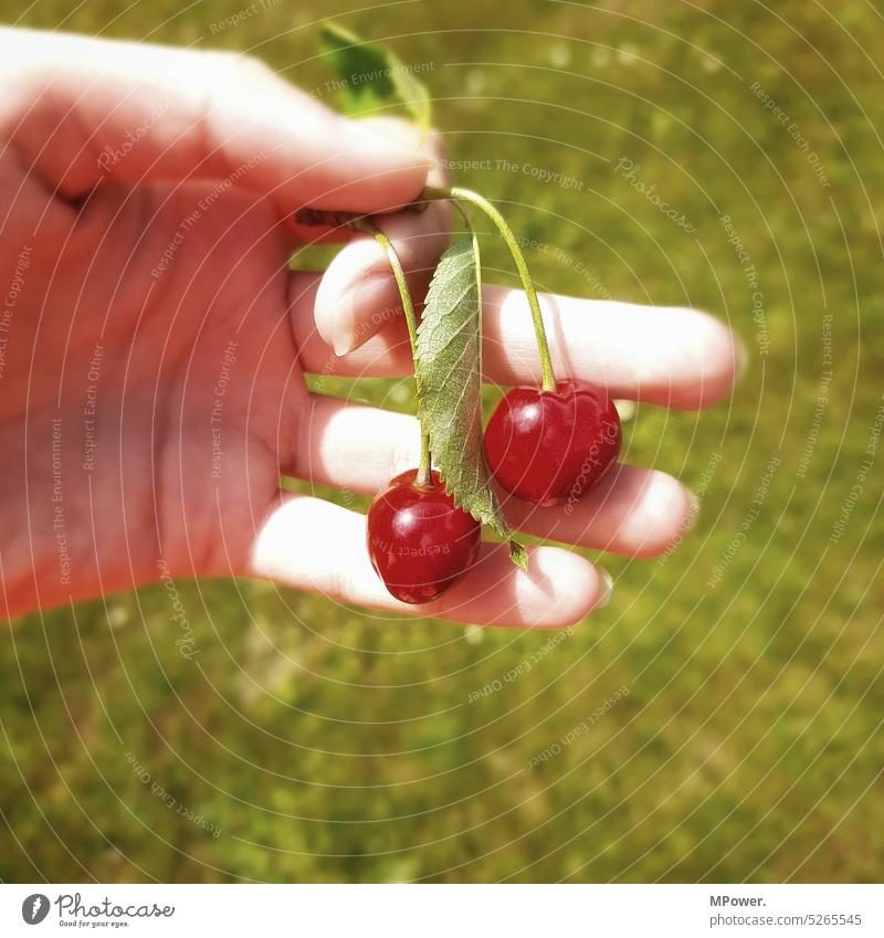 delicious cherry Cherry Spring Nature Green Colour photo Red Fresh Food Fruit Garden Exterior shot Healthy Delicious Mature Summer Fruity Pick Vitamin Seasons