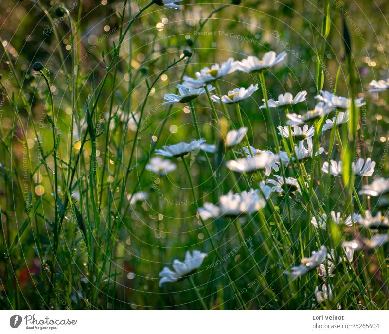 Field of Daisies Daisy Flower Spring White Nature Summer Floral Daisy Family Garden background Plant Light and shadow field of flowers Fresh romantic