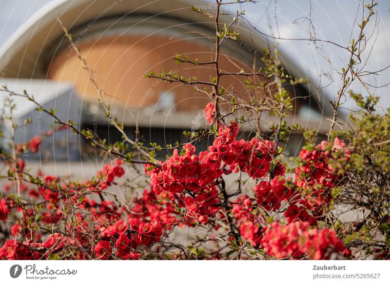 Congress hall in orange background, in front of it red flowers and branches, muted colors congress hall house of cultures Red Orange twigs Spring Sun colored