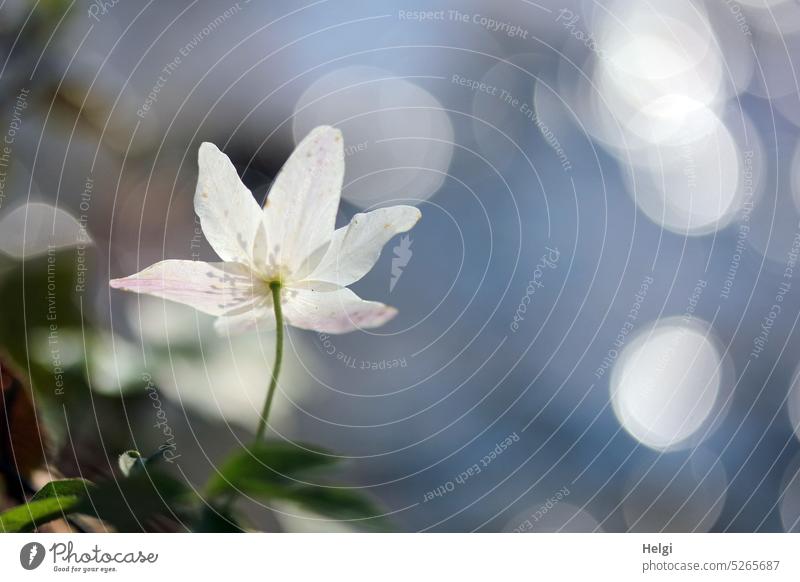 Back view of a wood anemone by the stream with light reflections in the water Wood anemone Flower Blossom Plant Spring Spring flowering plant Brook Water
