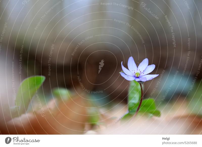 lonely blooming liverwort on forest floor Hepatica nobilis Flower Blossom Woodground Forest Beech wood Spring Spring flowering plant Nature Plant Colour photo