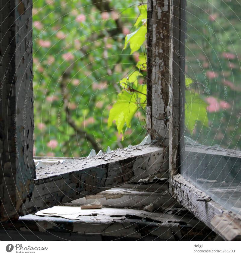 Traces of time | part of an old dilapidated window without glass with a view of the spring garden Window Window frame Old Broken Historic Glass shattered