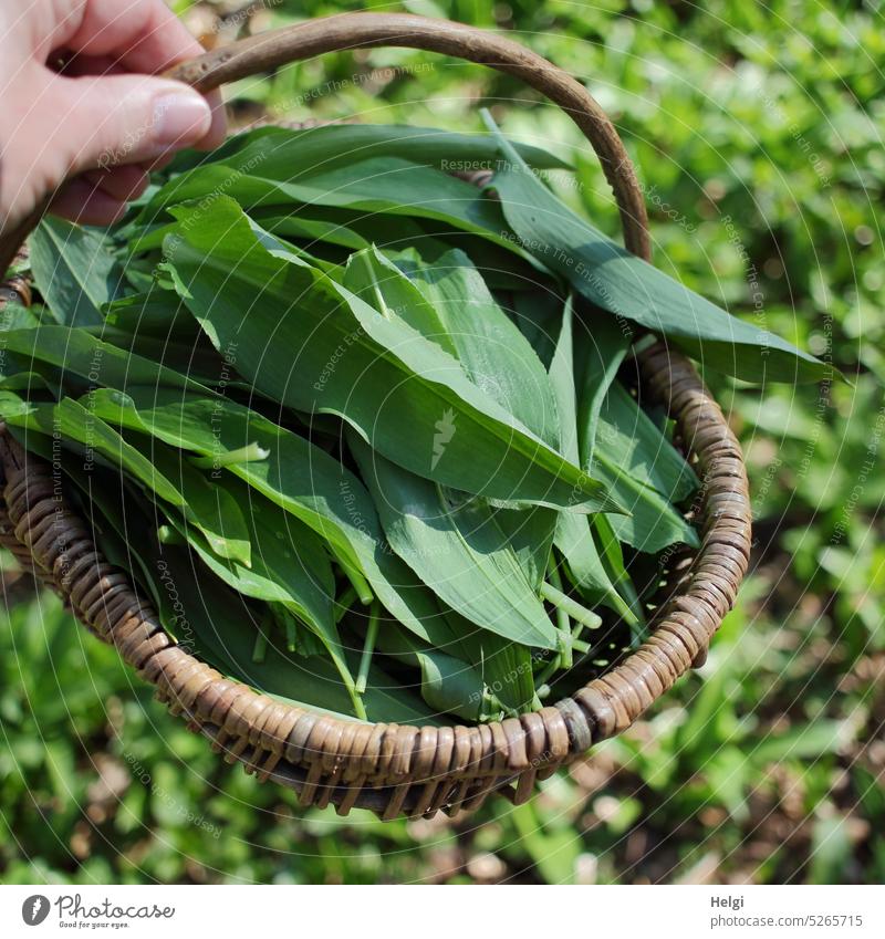 one hand holding a basket with freshly picked wild garlic Club moss Wild garlic forest Spring Basket Hand Picked Wild garlic harvest Plant Green Nature