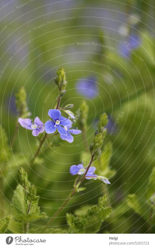 flowering speedwell honorary prize Veronica Plantain plant Wild plant herbaceous plant of small stature Blossom inflorescence Leaf Blossom leave Small Nature