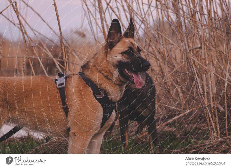 alert german shepard mix Dog German Shepherd Dog Animal Pet Looking Staying alert Animal portrait harness by a pond Meadow tongue out Protection Protective