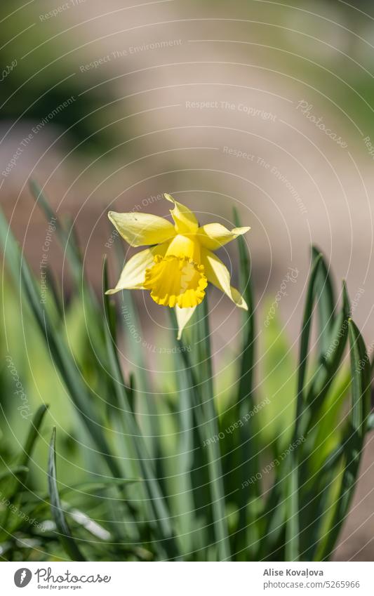 lone daffodil Yellow Flower Spring Blossom Narcissus Spring flowering plant Green Nature Plant Colour photo Vertical Day