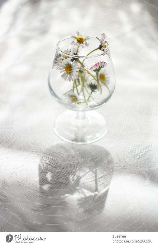 Daisies in a glass in the sunlight Daisy Sun Shadow Light Glass Still Life White romantic