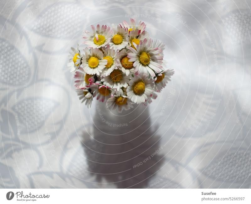 A bunch of daisies from above with shadow Daisy Ostrich Sun Spring Summer White plan Sunlight Still Life