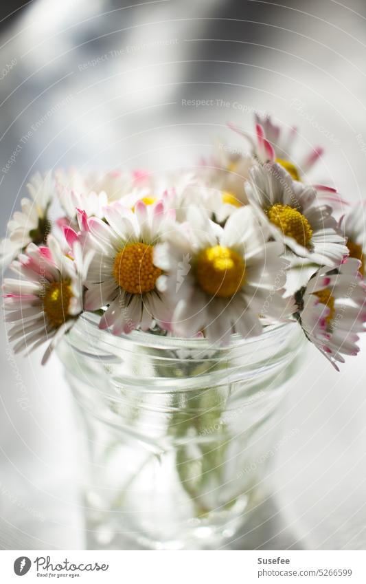 A bunch of daisies with blurred background Daisy Ostrich Spring Decoration Summer Flower Nature Garden romantic