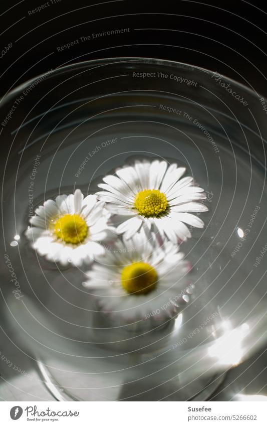 Three daisies very close in a glass with water Daisy Flower Spring Summer Close-up Nature Meadow Garden Still Life