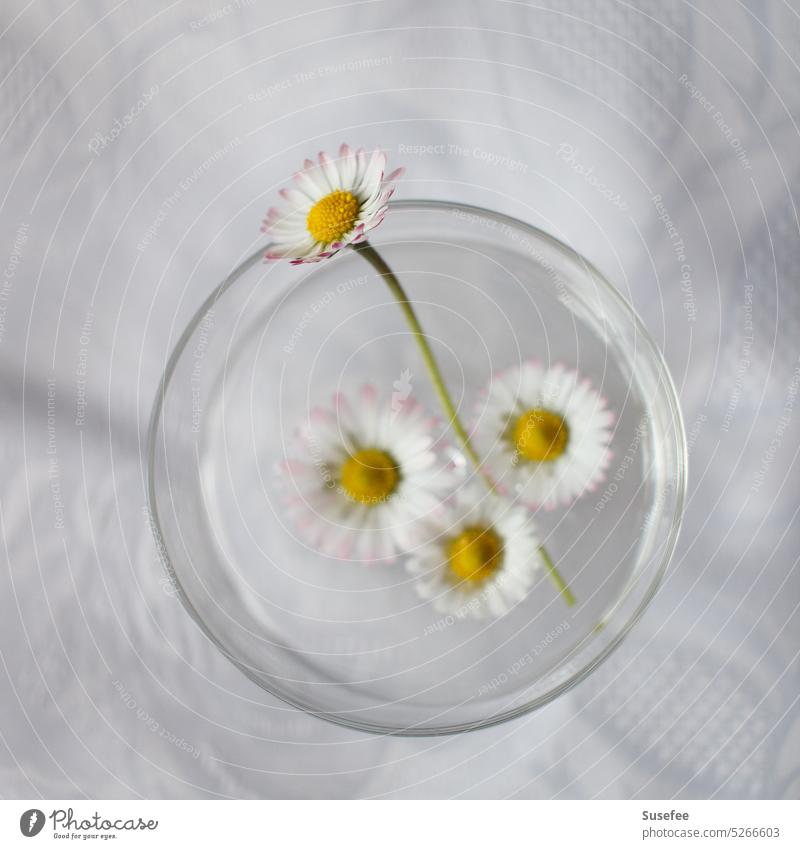 Daisies float in a jar Daisy Flower Summer Nature Close-up Spring Still Life Glass Water at the same time White
