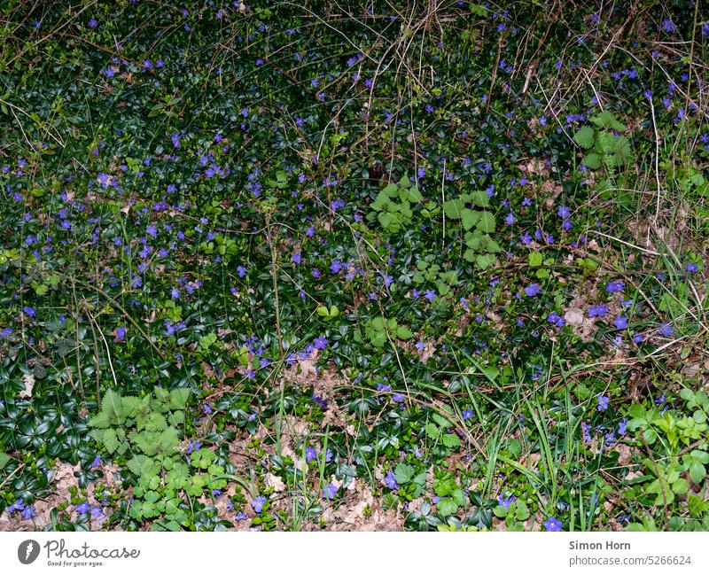 Wildflowers in the thicket wild flowers thickets biodiversity blood streaks Nature purple Meadow Spring Green Plant Garden plants Blossom Flower Flower meadow