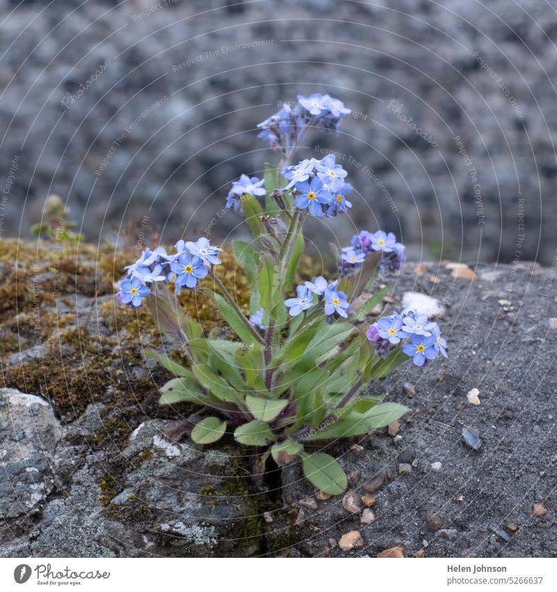 Forget-Me-Not Growing In the Wall forget-me-not flower forget-me-nots flowers floral blue blue flower hope hopeful nature Spring spring flowers delicate growth