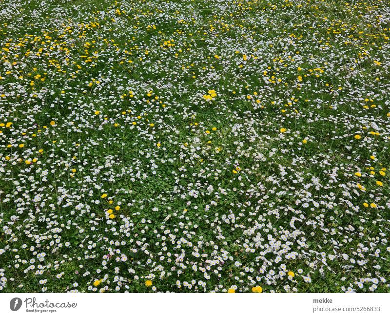 soothing spring snow Meadow Flower meadow Daisy Spring Grass Blossom Green Garden Blossoming White Summer Nature Spring fever Environment naturally Park