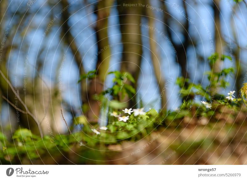 Isolated wood anemones bloom at the roadside in a still bare deciduous forest Adonis rose Flowers and plants Spring flowering plant Forest Wood anemone