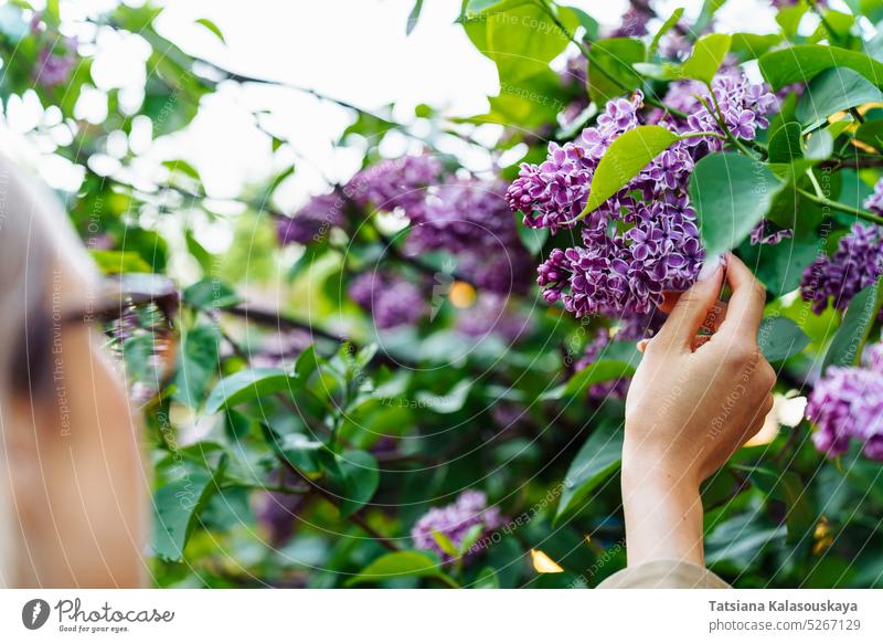 A woman touches the flowers of lilacs standing near a bush flowering blooming Blossom Syringa Lilac Sensation Syringa Sensation shrub syringa vulgaris Holding