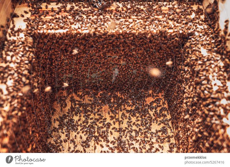 Colony of bees working in hive. Bees inside hive. Harvest time in apiary. Beekeeping as hobby. Agriculture production colony swarm honey honeybee honeycomb