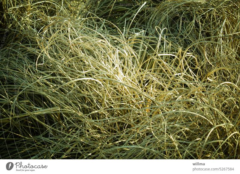 Needle in a haystack |Nature's swirly head Shriveled Grass Hay muddled