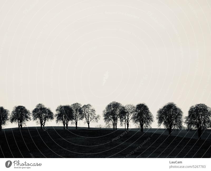 Trees in gentle hilly landscape trees Treetops Tree trunk Hill Silhouette restful Landscape Forest Environment Nature Forestry Black & white photo