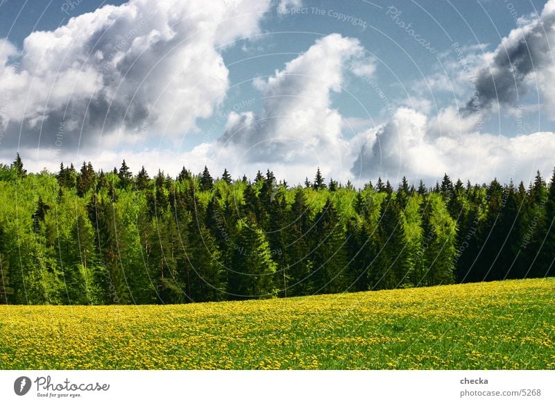 wiesewald clouds Meadow Forest Clouds Swabian Jura Nature Landscape
