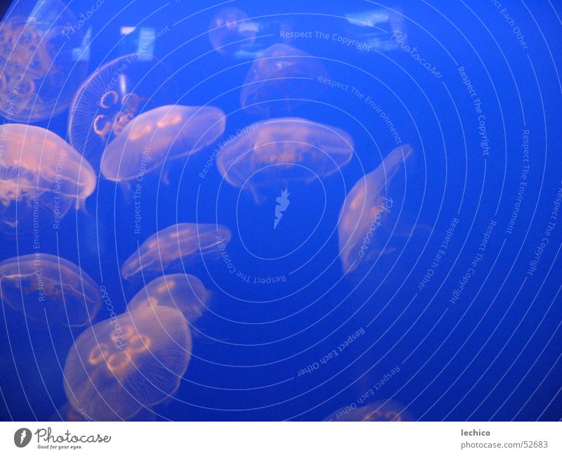 Jellyfish Family Aquarium Ocean Blue Pacific Ocean sea dweller Deep Multicoloured