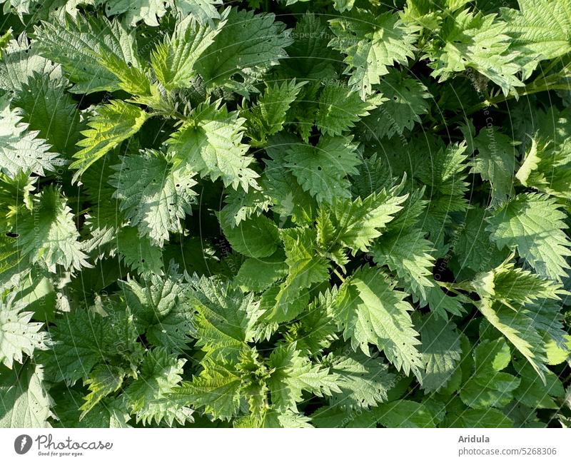 Young nettles stinging nettle Green Healthy Tea Garden Weed medicinal plant Plant Nature Exterior shot Gardening Butterfly Spring Eating Lettuce smoothie