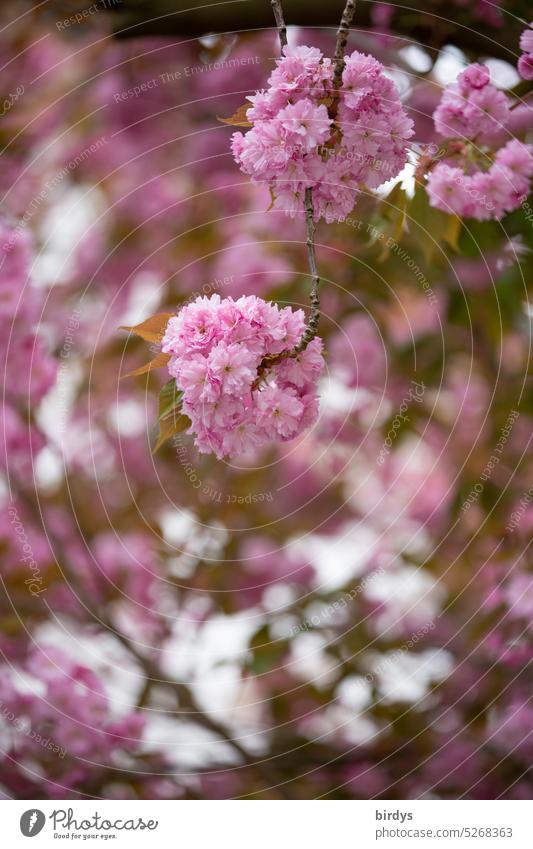 Japanese cherry in full bloom blossoms Blossoming Cherry blossom Pink blossoming Spring Fragrance Cherry tree pink flowers Shallow depth of field