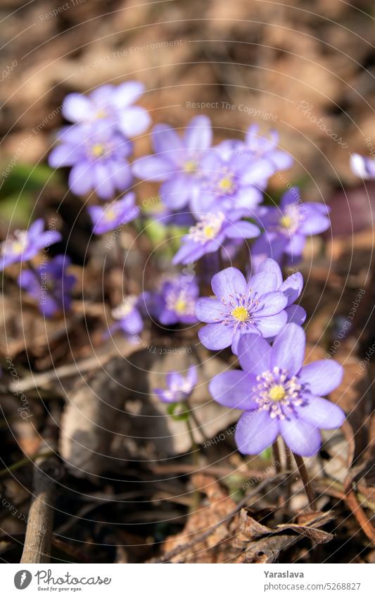 photo a few purple primroses flower sunlight botanical blue scilla nature wild spring green season bloom background grass colours foliage early leaf natural