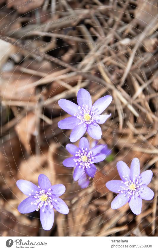 photo of the first wildflowers growing in the grass scilla sunlight early flowering plant botanical beauty blue spring season bloom background closeup foliage
