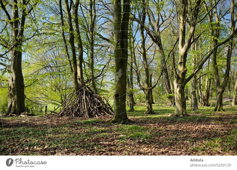 Wooden tepee in beech forest Tee Pee Tent children Build Playing Forest Branch Tree Tree trunk Branches and twigs Adventure amass harbor Sun leaves Sunlight