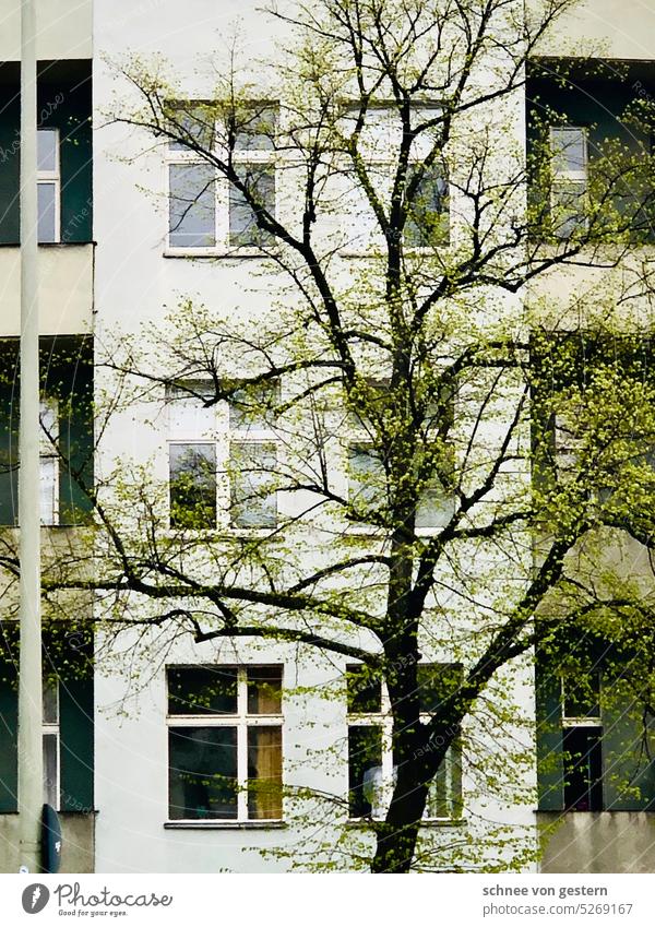 spring comes to town Town Green Tree Window Old building Facade House (Residential Structure) Architecture Backyard Deserted Building Manmade structures