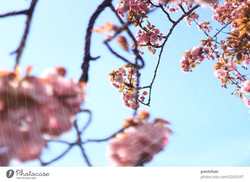 branches of a cherry blossom tree in sunlight. spring Cherry blossom Tree Spring Sun Blue sky Pink blossoms blurriness Nature pretty Branch Spring fever Plant