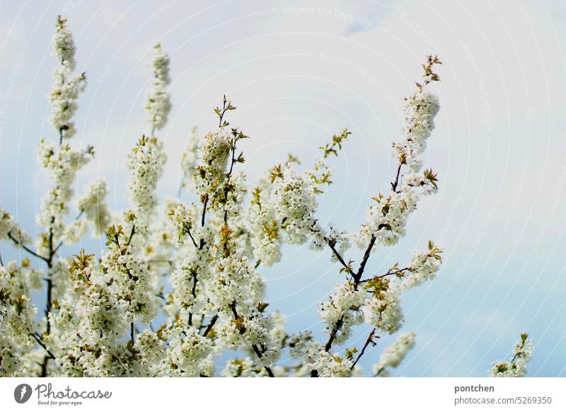 spring. white blossoms of a cherry tree against clouds and blue sky white flowers Spring White Nature naturally daylight delicate blossoms Blossoming heyday