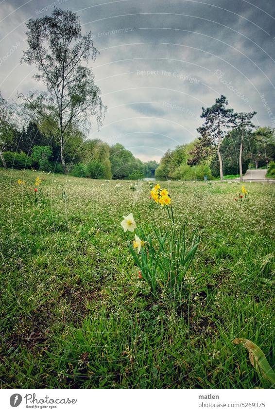 spring Spring Meadow blossoms Narcissus Sky Clouds Green Nature Blossoming Deserted Exterior shot